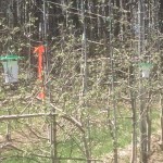 Pré-Bouton rose sur Honeycrisp à St-Bruno, 11 mai 2016