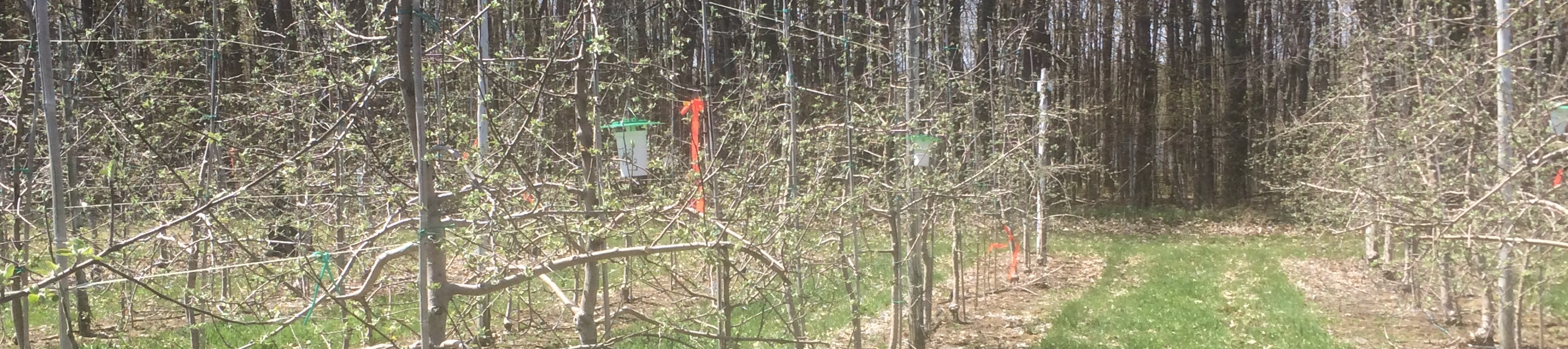 Pré-Bouton rose sur Honeycrisp à St-Bruno, 11 mai 2016